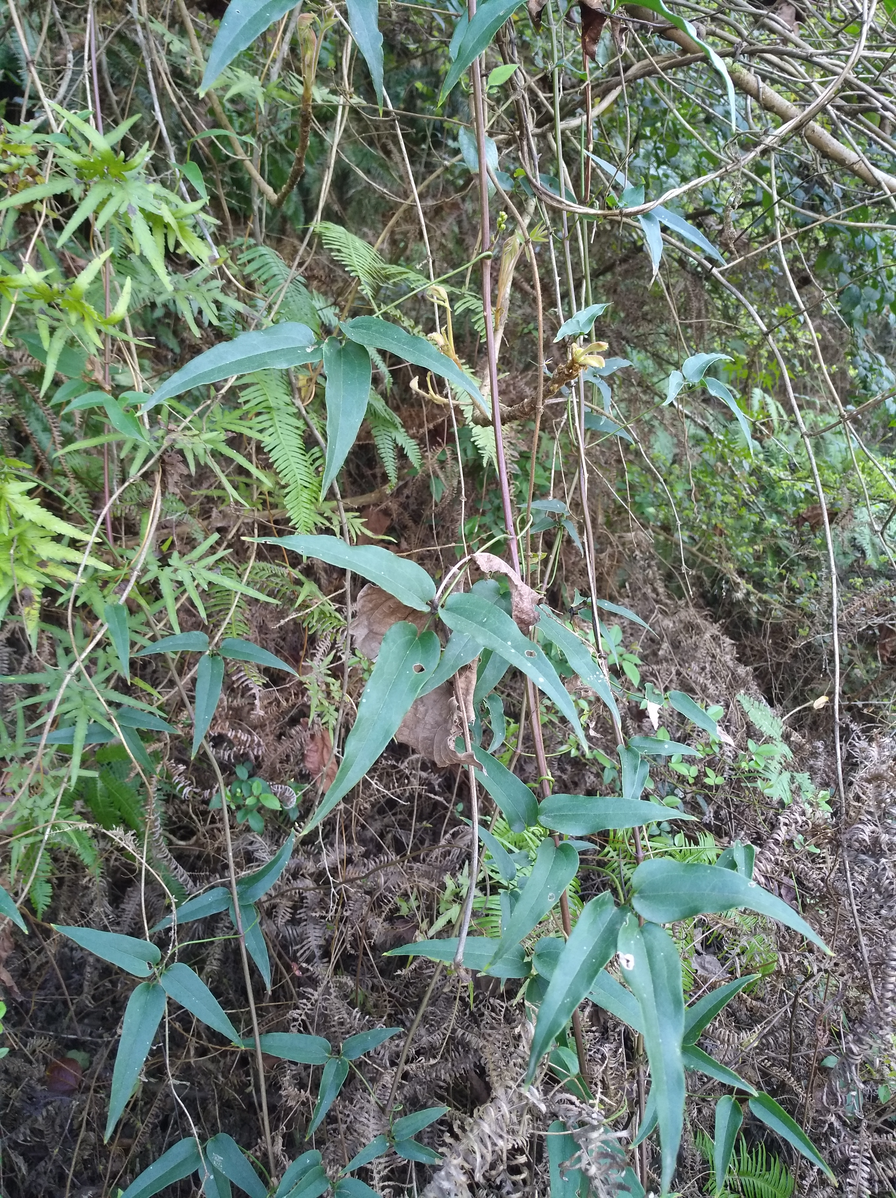 野生的威灵仙,可观赏或入药均可,你家乡有生长吗?