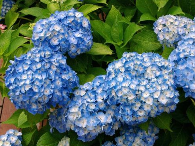 球球花 - 热门商品专区