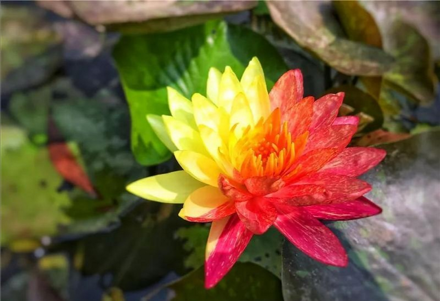 据说能见到双色莲花的人,好运连连(莲莲)!