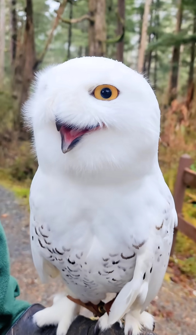 爱笑的雪鸮:瞧瞧它那小表情,感觉有点像二哈