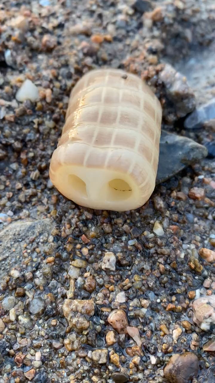 海猪鼻子见过吗?猜猜看到底是啥!-度小视