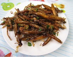 "水中老虎"蜻蜓幼虫