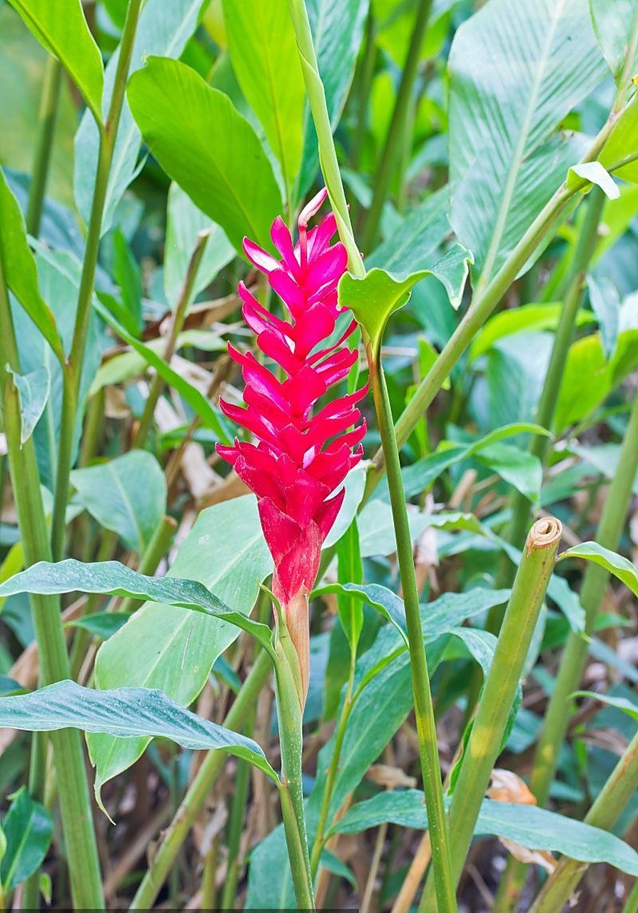公园里的一种观赏芭蕉,鲜红艳丽的红花蕉