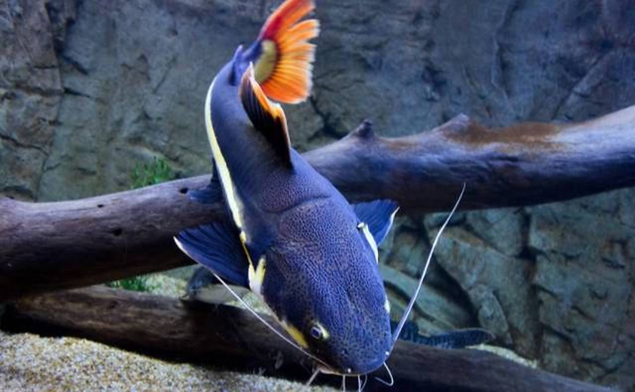 红尾鲶长达1米,呈长桶型.尾部成圆铲状,头部较大,嘴宽扁,有三对触须.