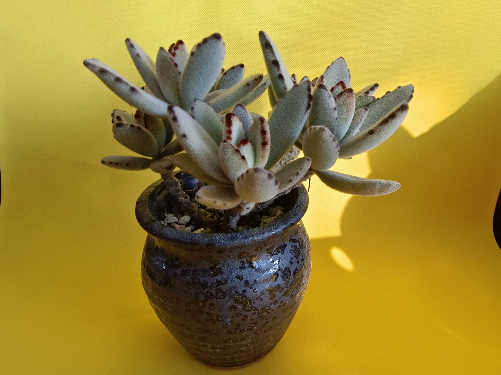 兔耳朵多肉真好看,毛绒绒的看着就想摸一下