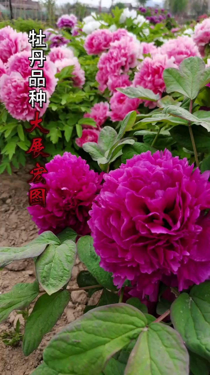 牡丹品种大展宏图#牡丹