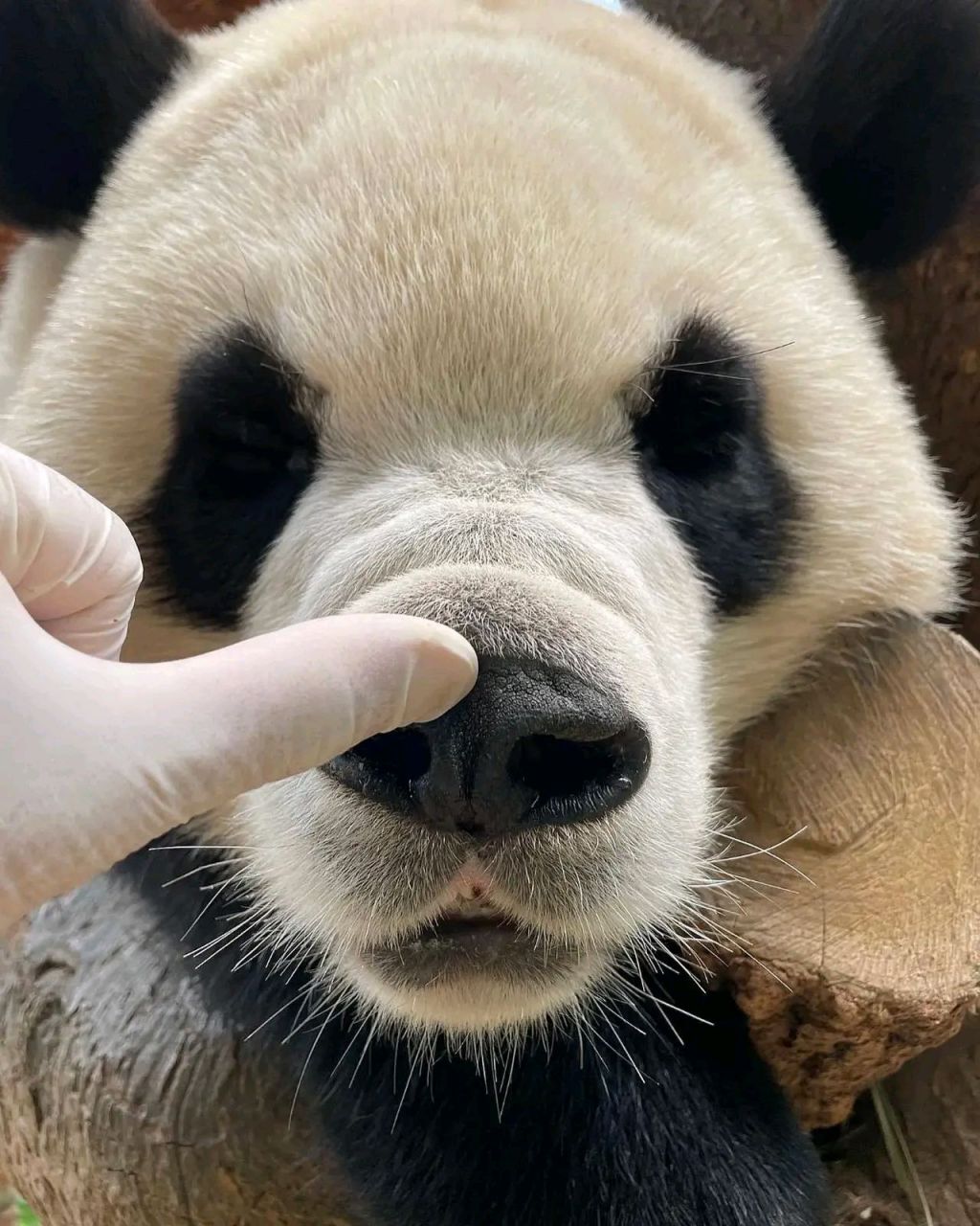 大熊猫# 原来福宝的黑照是来自宋爷爷的手机 宋爷爷镜头下福宝的拍摄