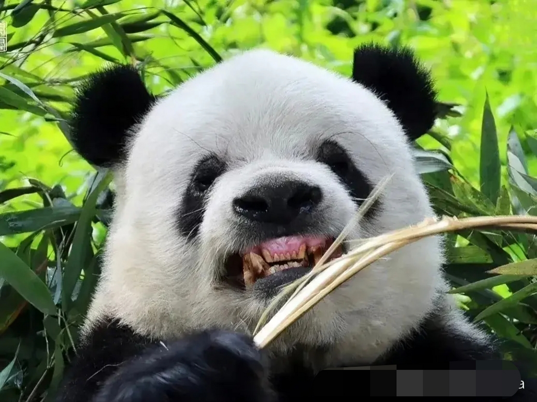 终于知道萌二为什么人称二孝子  萌萌当初生下萌大萌二双生子后,因为