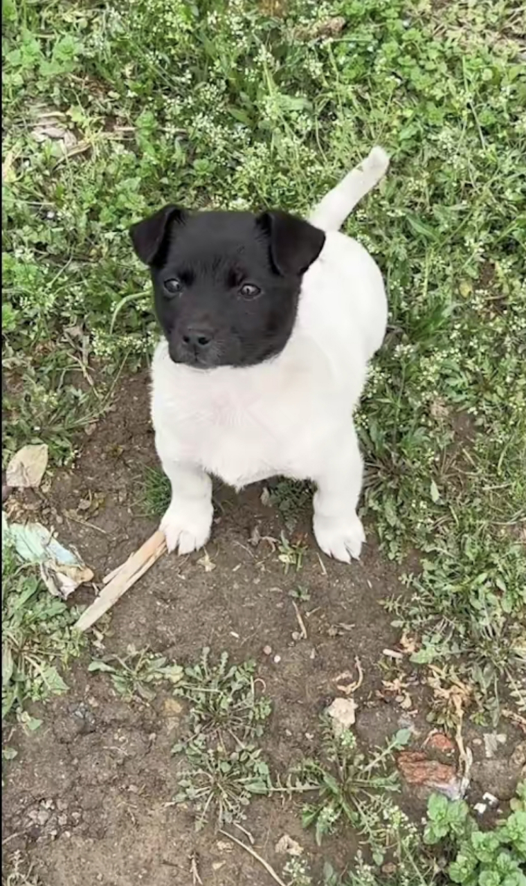 狗狗头是黑色身体是白色,看起来像是拼接的,狗:我就是只白狗!