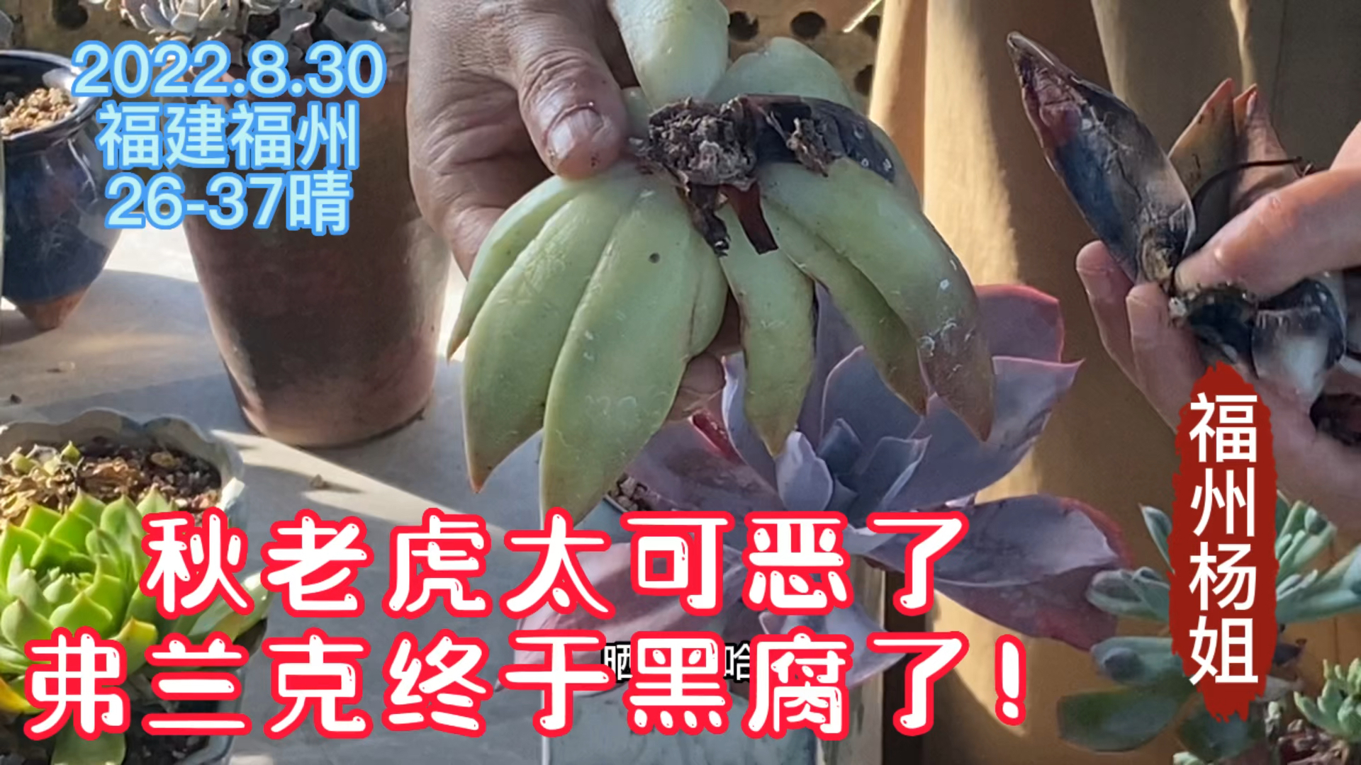 秋老虎太可恶美丽的弗兰克黑腐了!不懂多肉的老公,快乐多多!