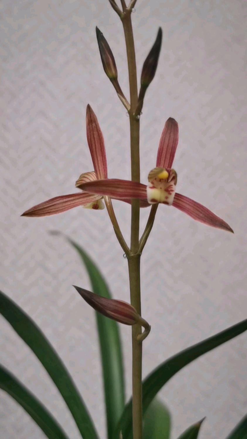 阳明锦初开(墨兰)