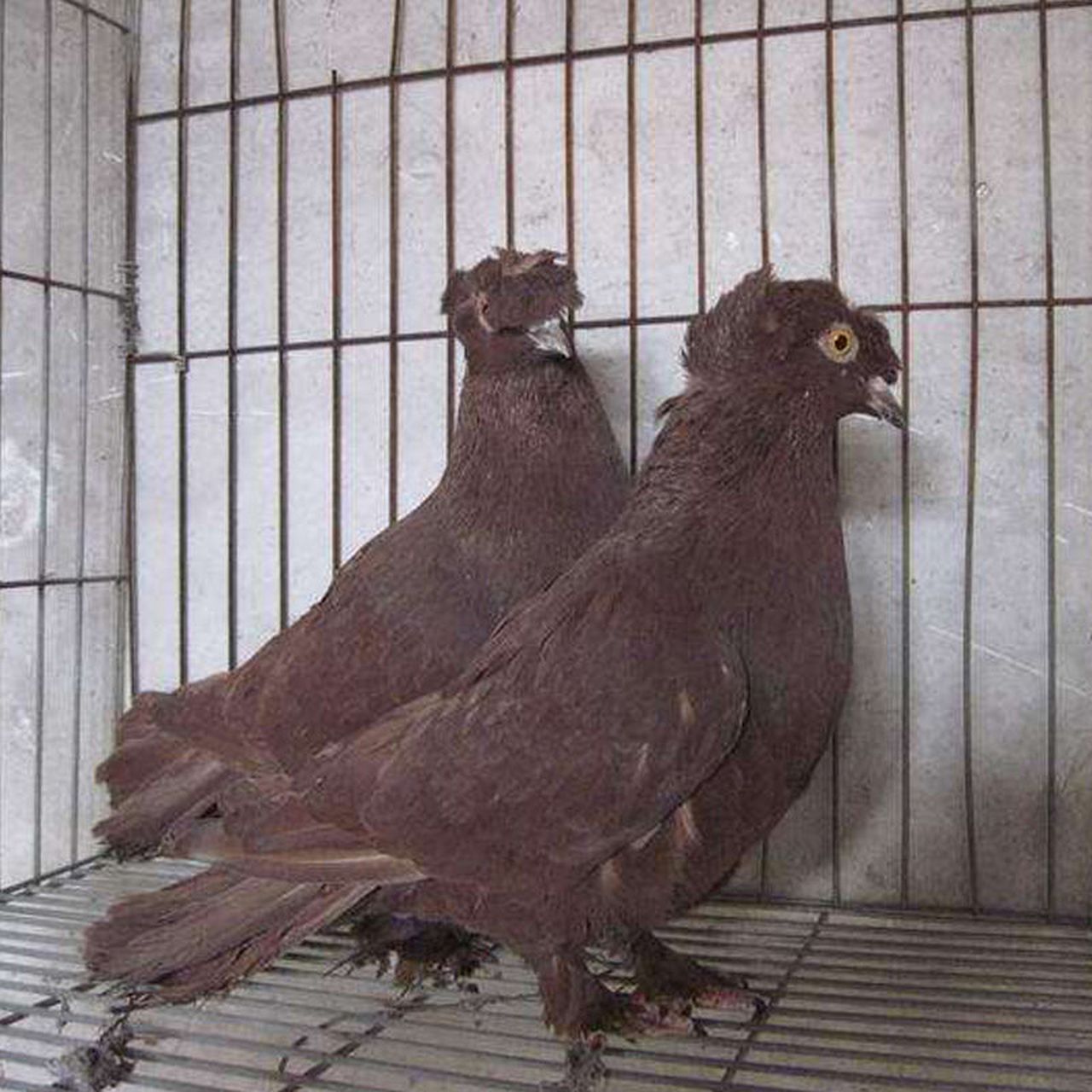 新疆翻翻鸽子,一对毛脚燕青年