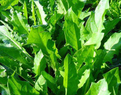 别再苦苦找药材种植项目了,这几种常见药材前景好,种植简单