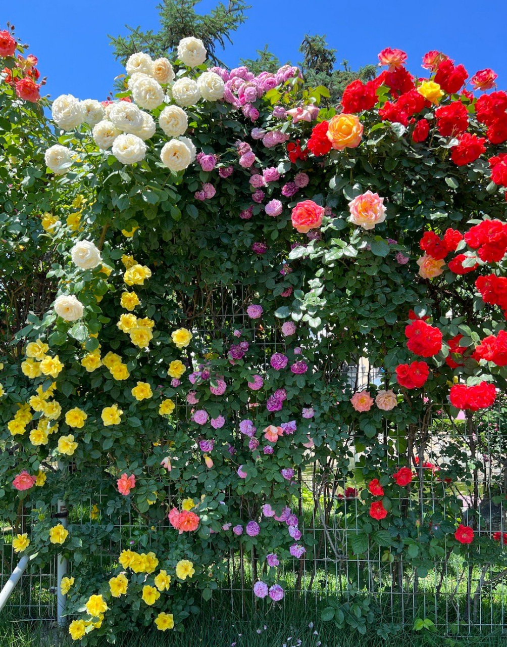 六月的鲜花94 非蓝港月季花瀑莫属95 姹紫嫣红,花团锦簇98 各美