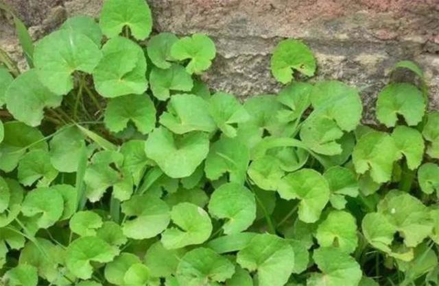 这植物名叫"雷公根",和铜钱草很相似,之前是野草,如今受欢迎