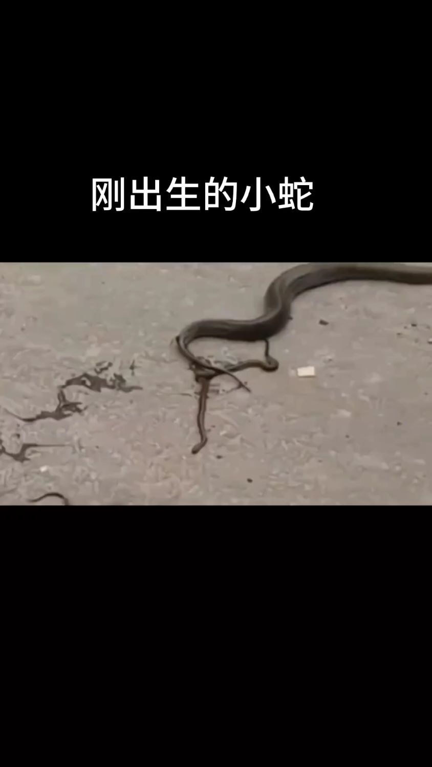 小蛇在马路上出生