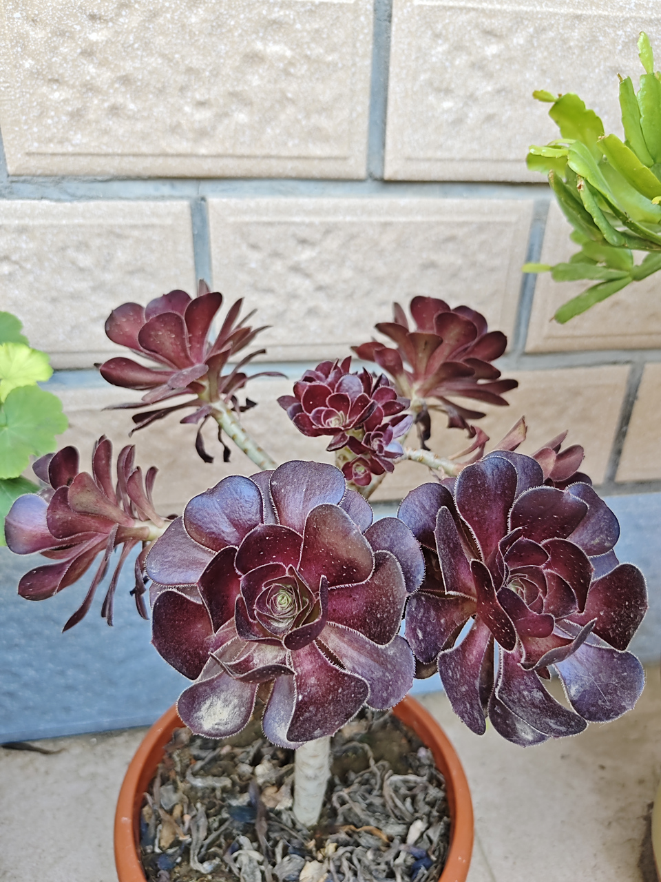 黑法师花开富贵!