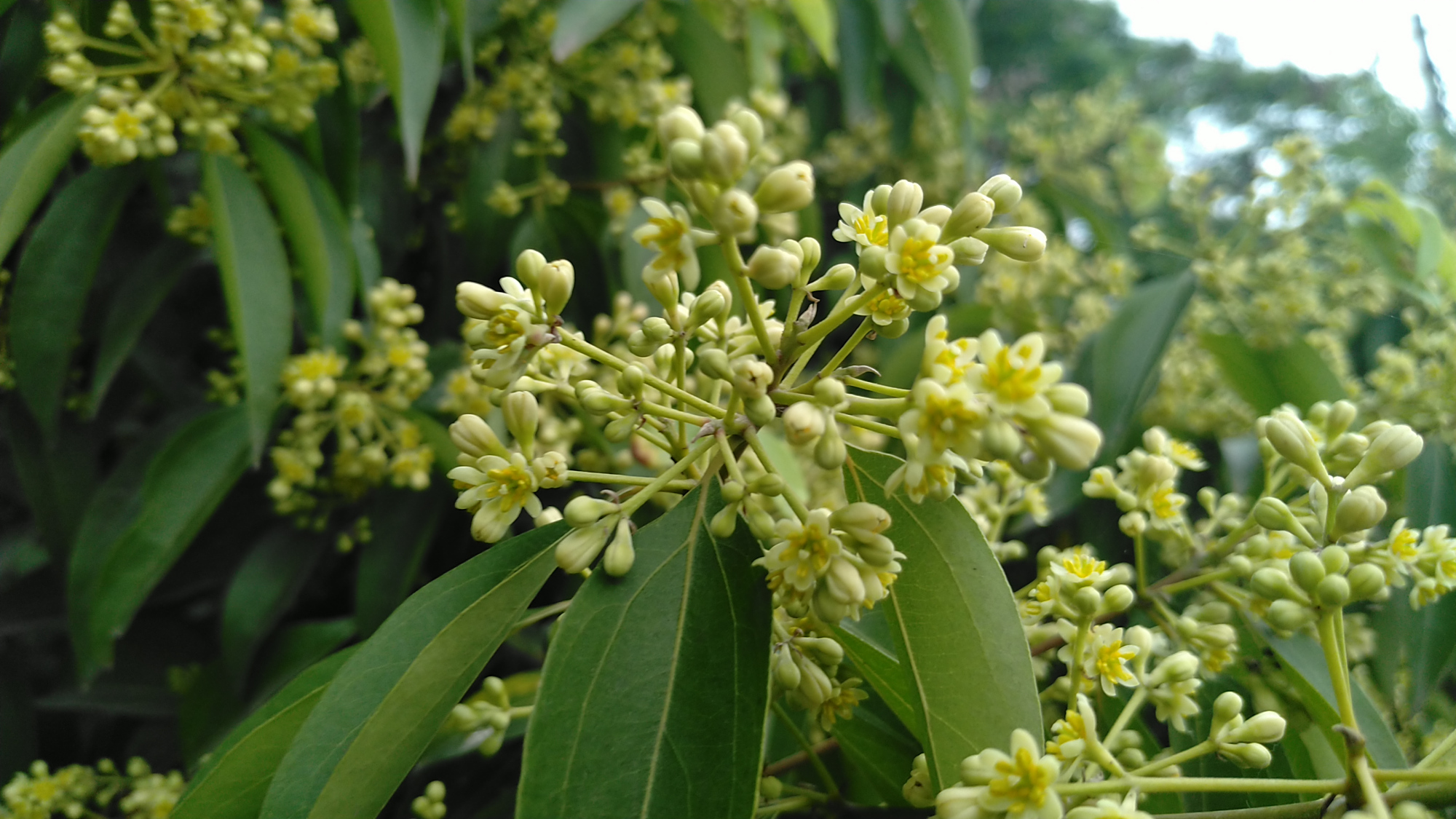 见过天竺桂的花吗?满树绿白色的小花花,把枝叶遮得密不透风