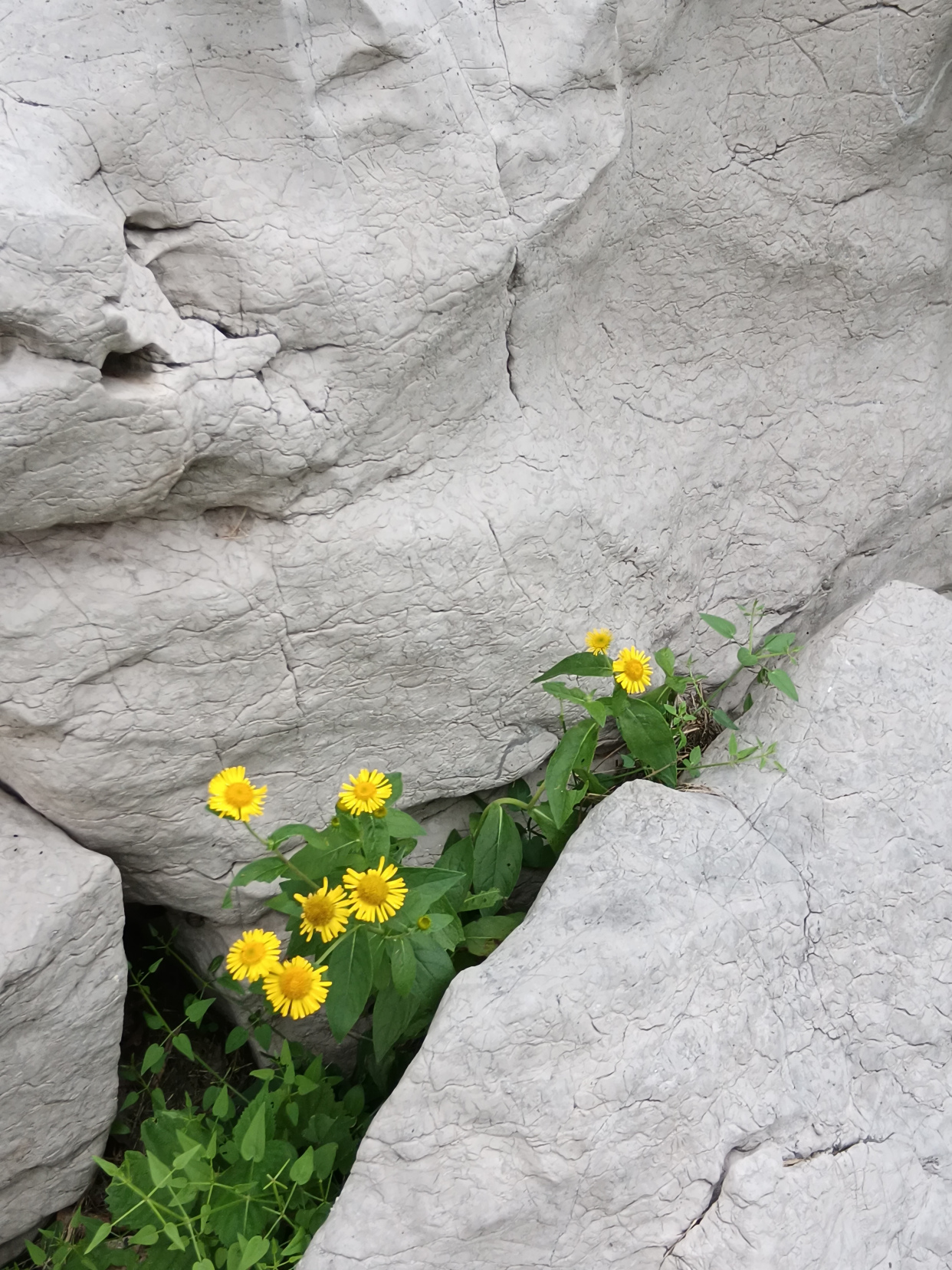 夹石缝间的金花
