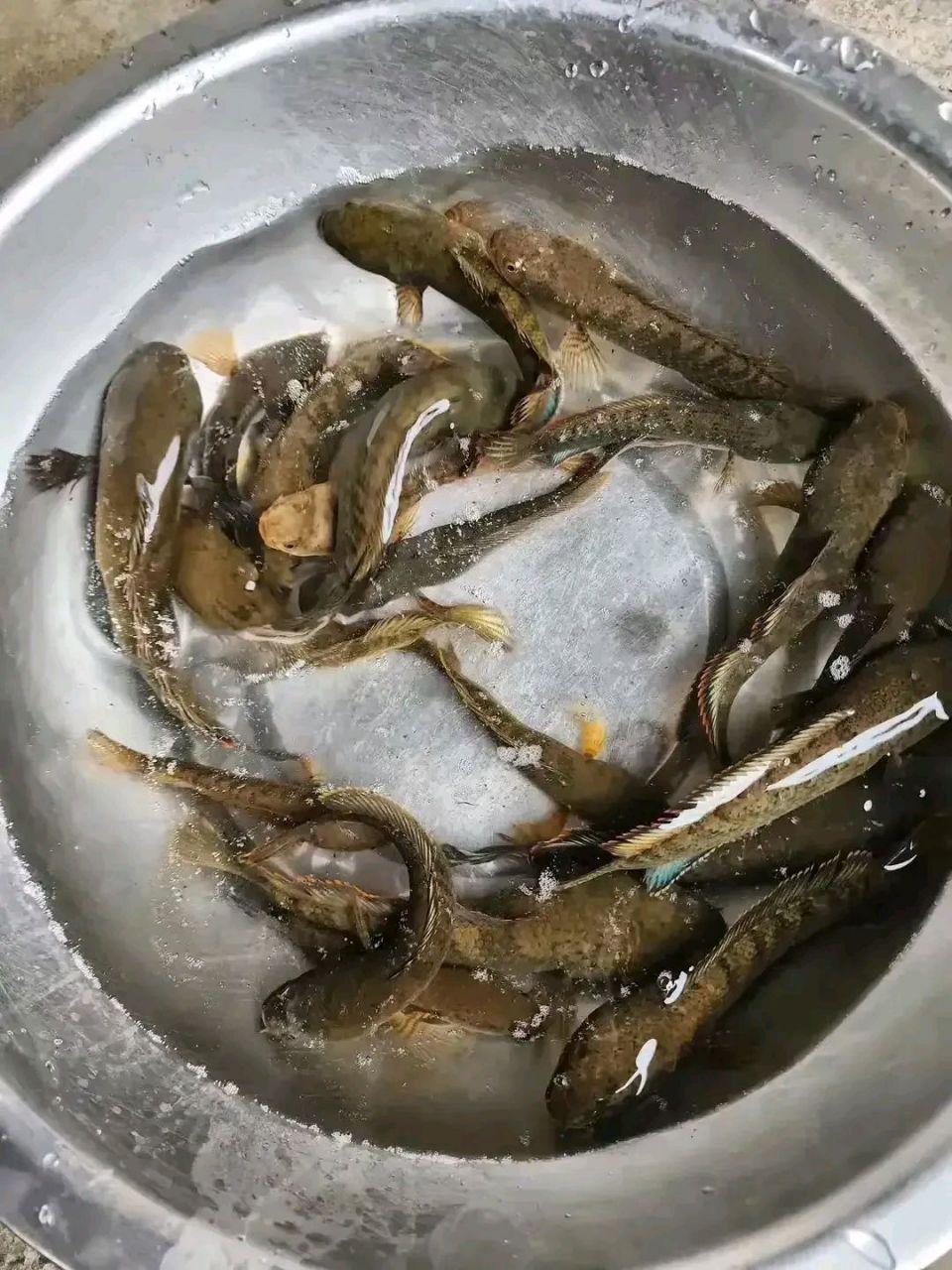 河里抓到的野生小杂鱼,婆婆说让我拿去喂鸭子,说这种鱼一看就不好吃