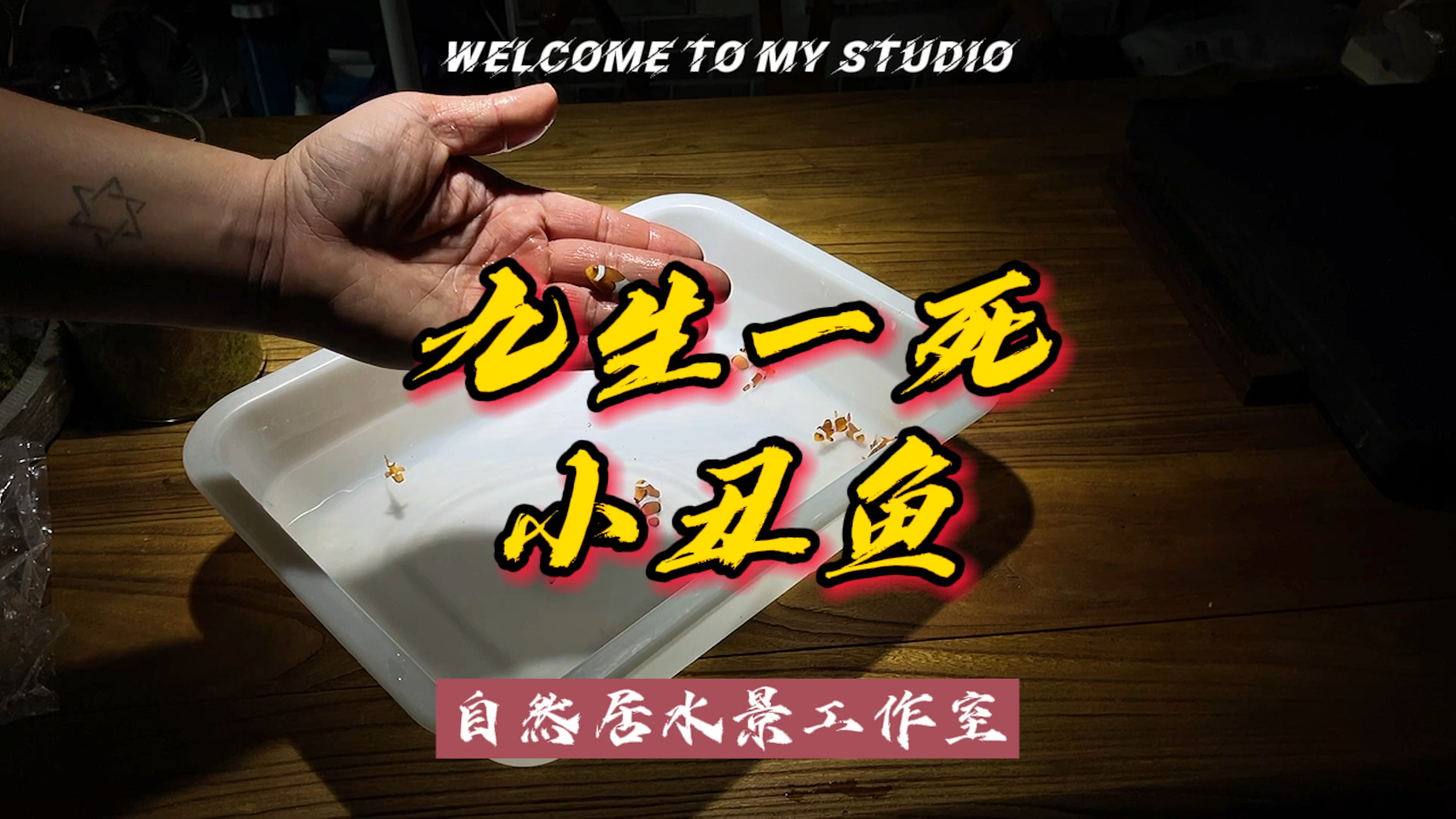 九死一生的小丑鱼