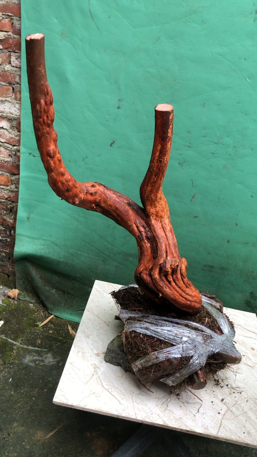 桃金娘精品盆景素材