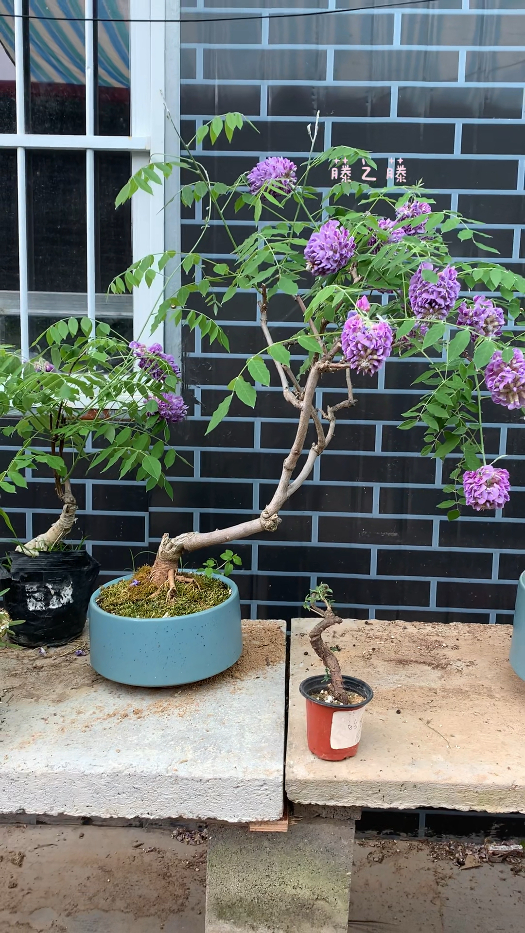 三季开花紫藤盆景