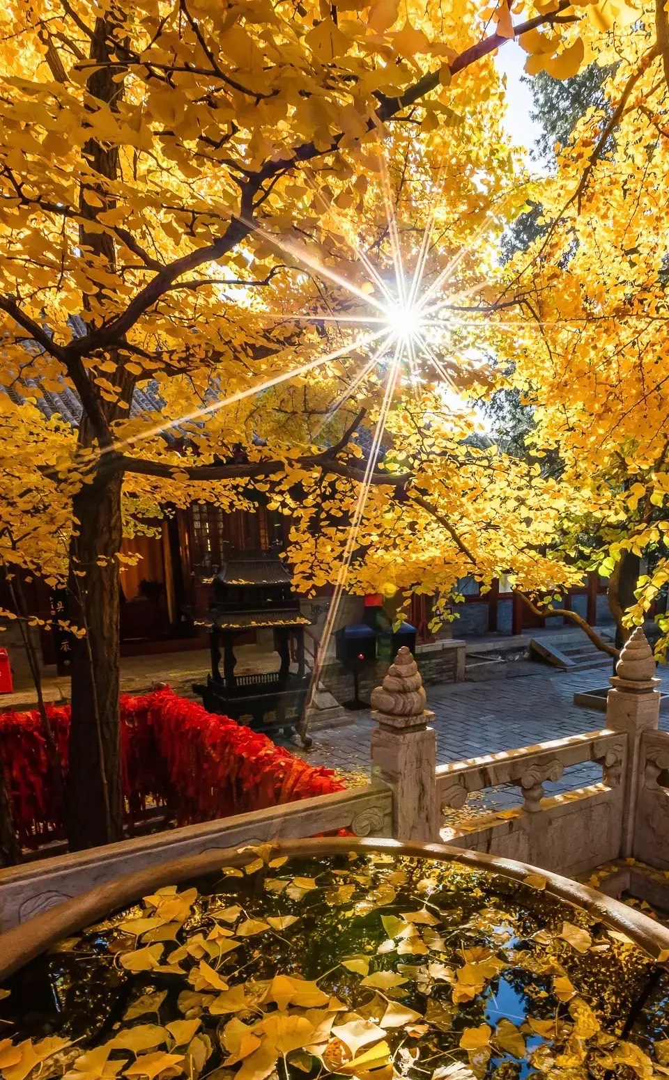 故宫的秋天唯美图片图片