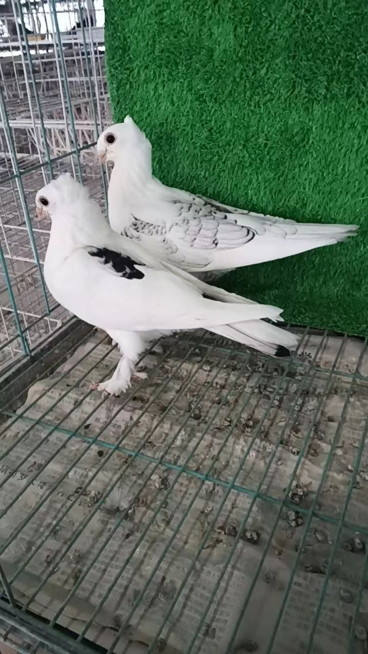 出鸽子了,出鸽子了,两只淑女鸽子,大家觉得它颜色好看吗?宠物分享!