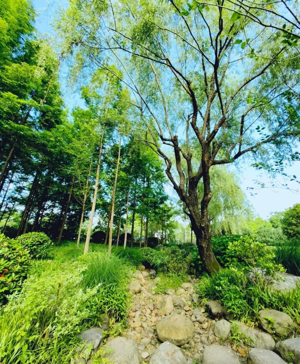 上海闵行陈行公园令人醉