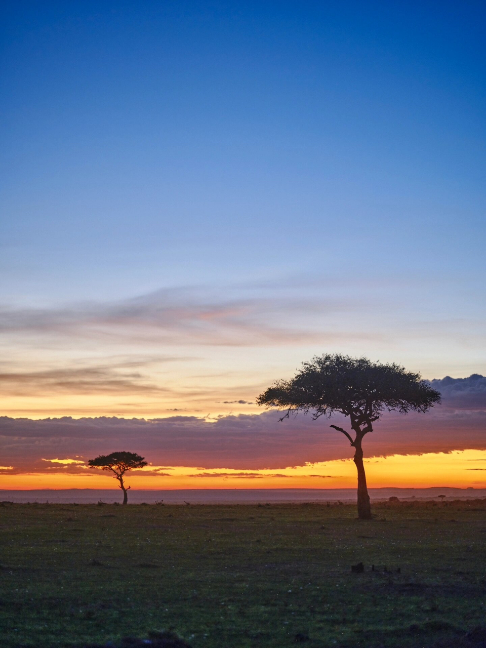 非洲草原上的树,是最美丽的风景