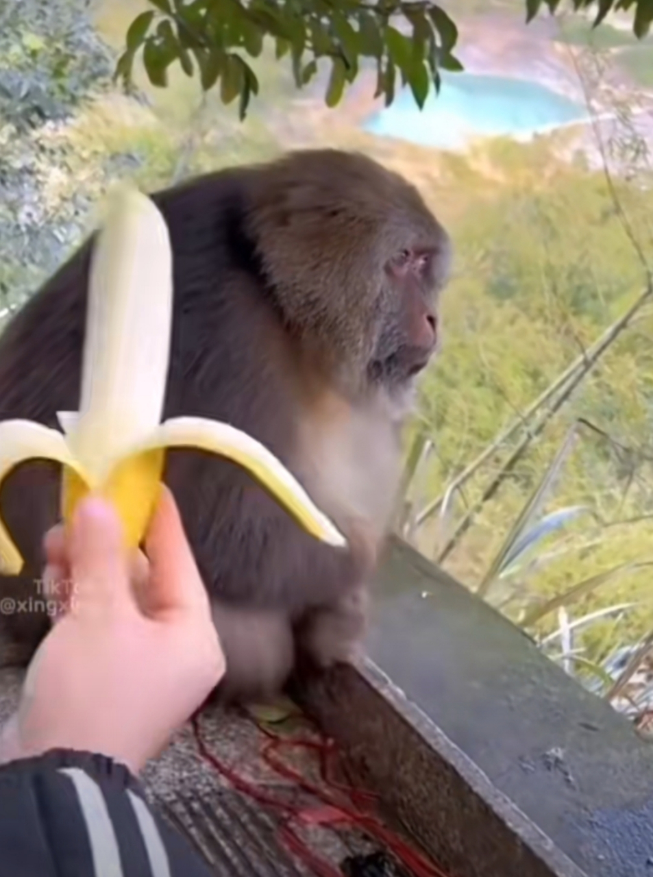 把咬了一口的香蕉送给猴,猴子嫌弃的小表情#趣图搞笑