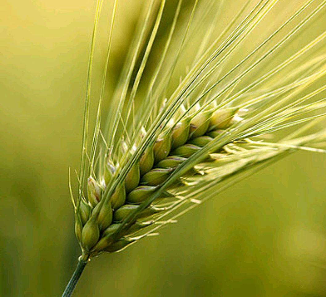 中药古今研究:麦芽