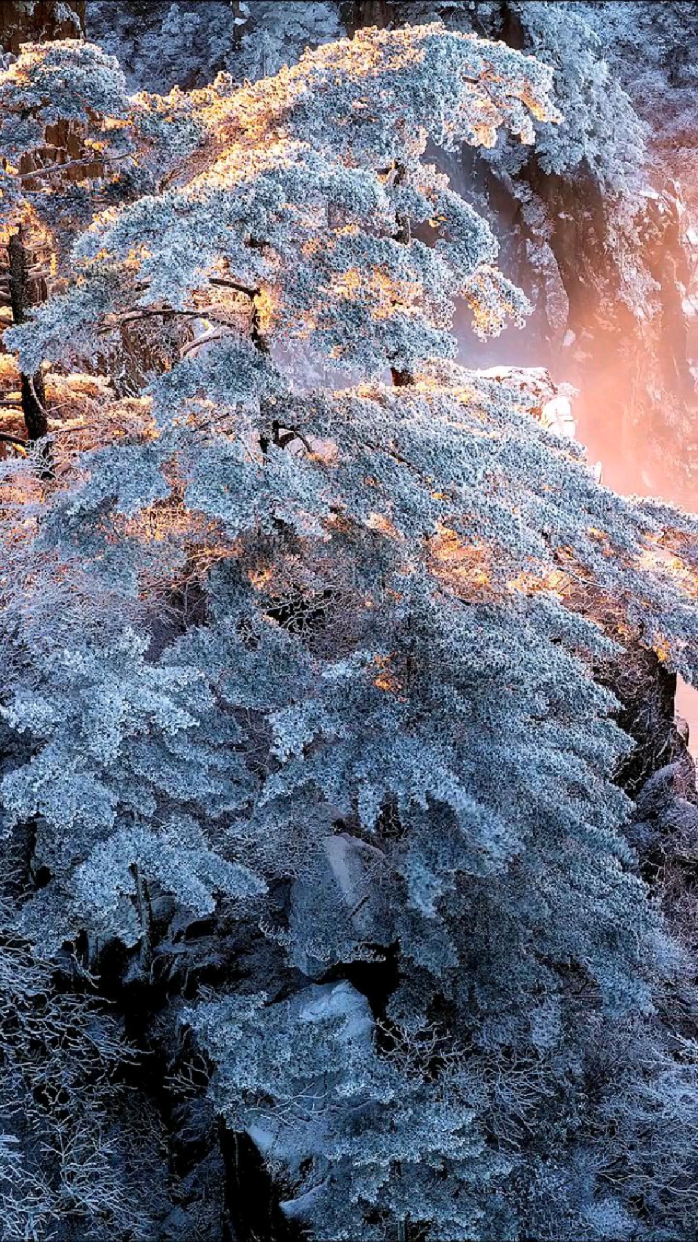 不一样的雪松景色