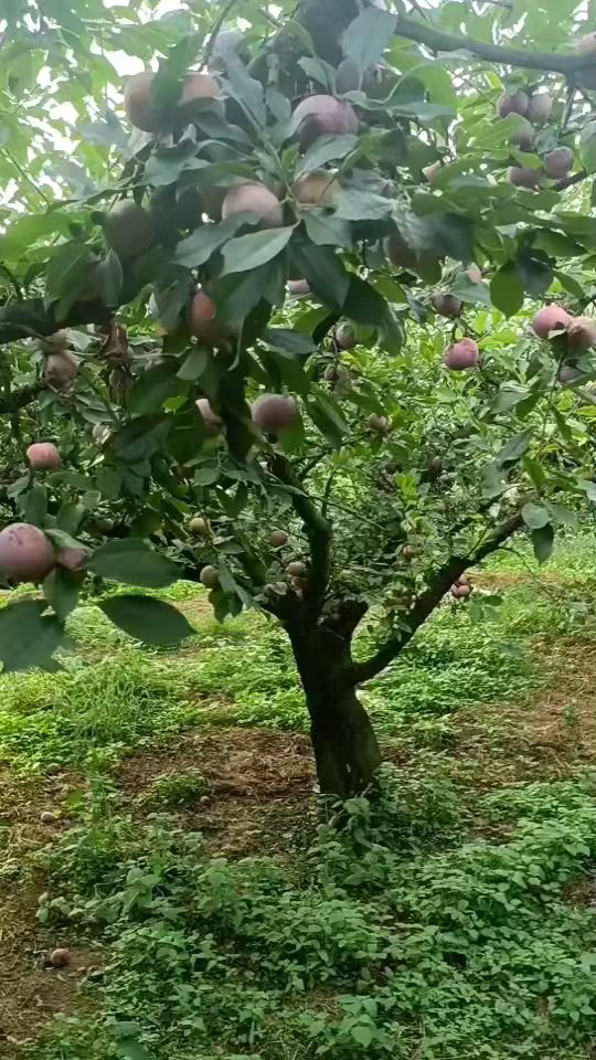 乡村种植园的芙蓉李长势良好,夏秋之计是成熟的季节