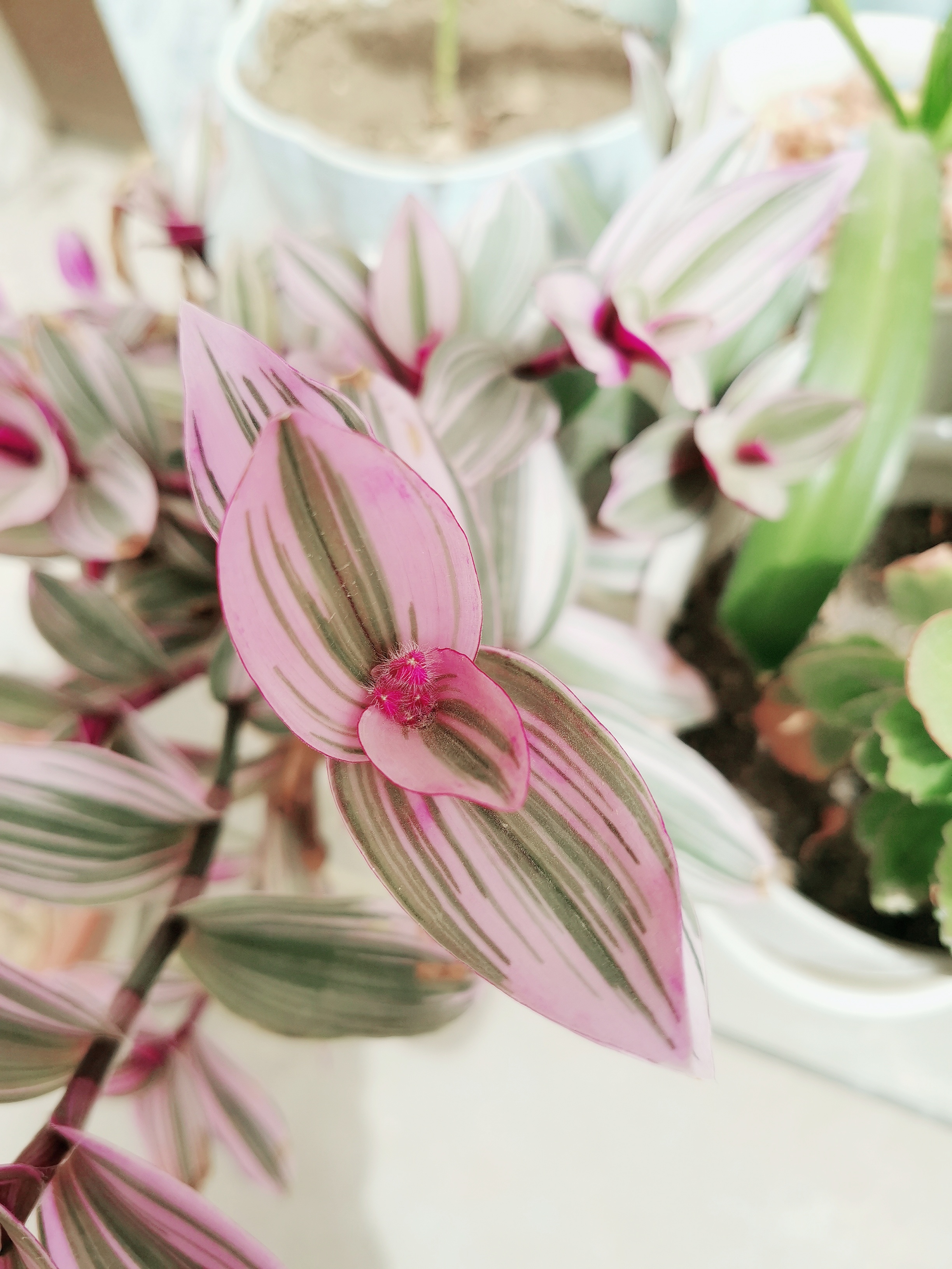 油画婚礼开花了,本来就买了一小盆,现在我已经有四大盆,扦插就能活.