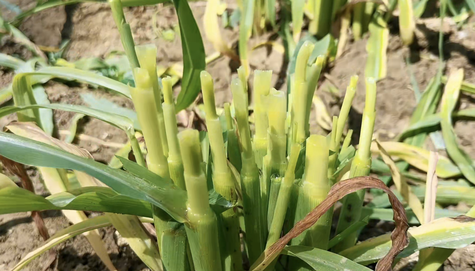 墨西哥玉米草种植方法图片