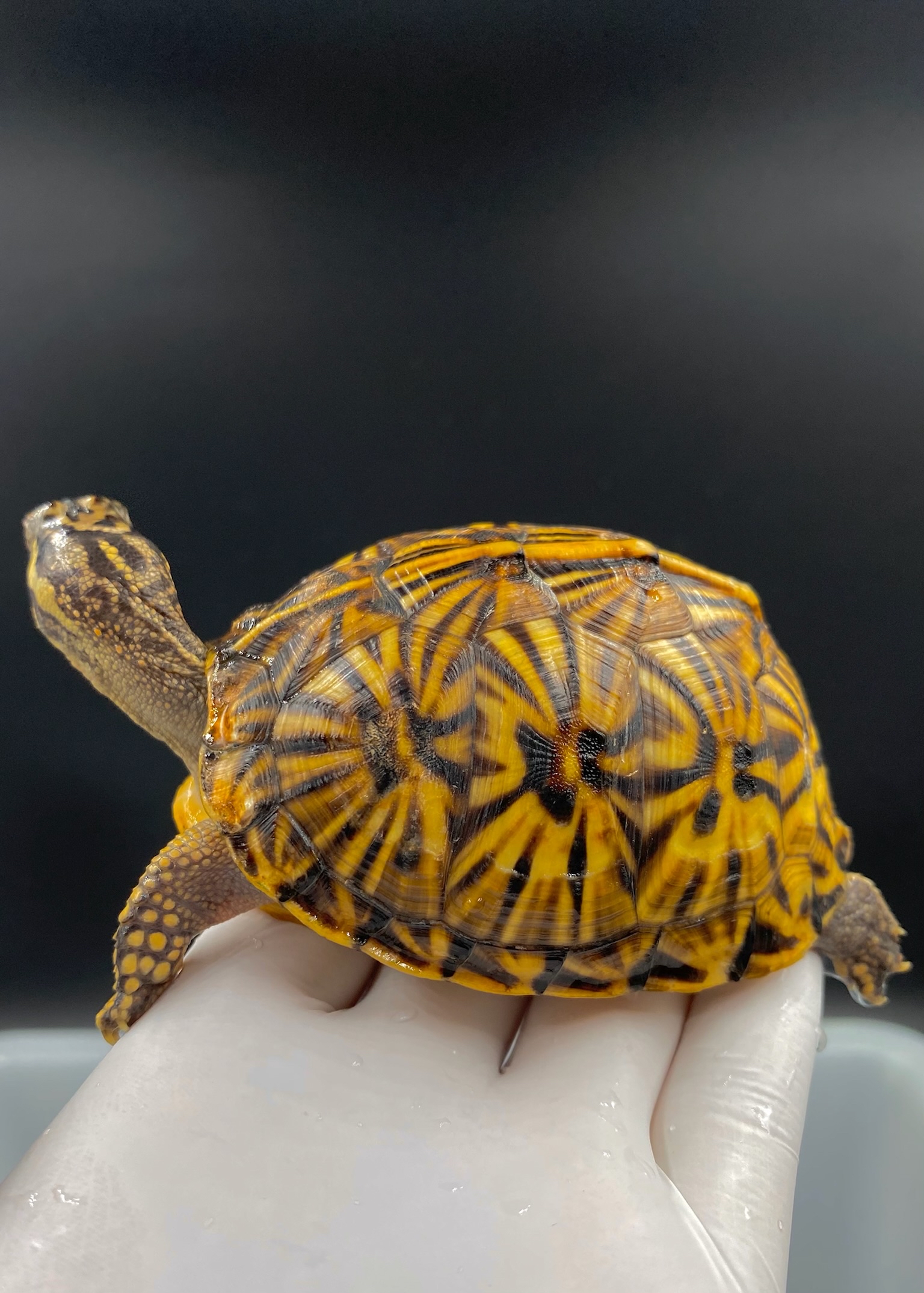 佛箱龟~2020年极品佛箱母