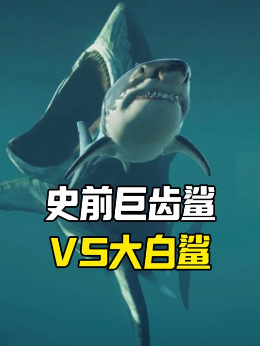 大白鲨和巨齿鲨