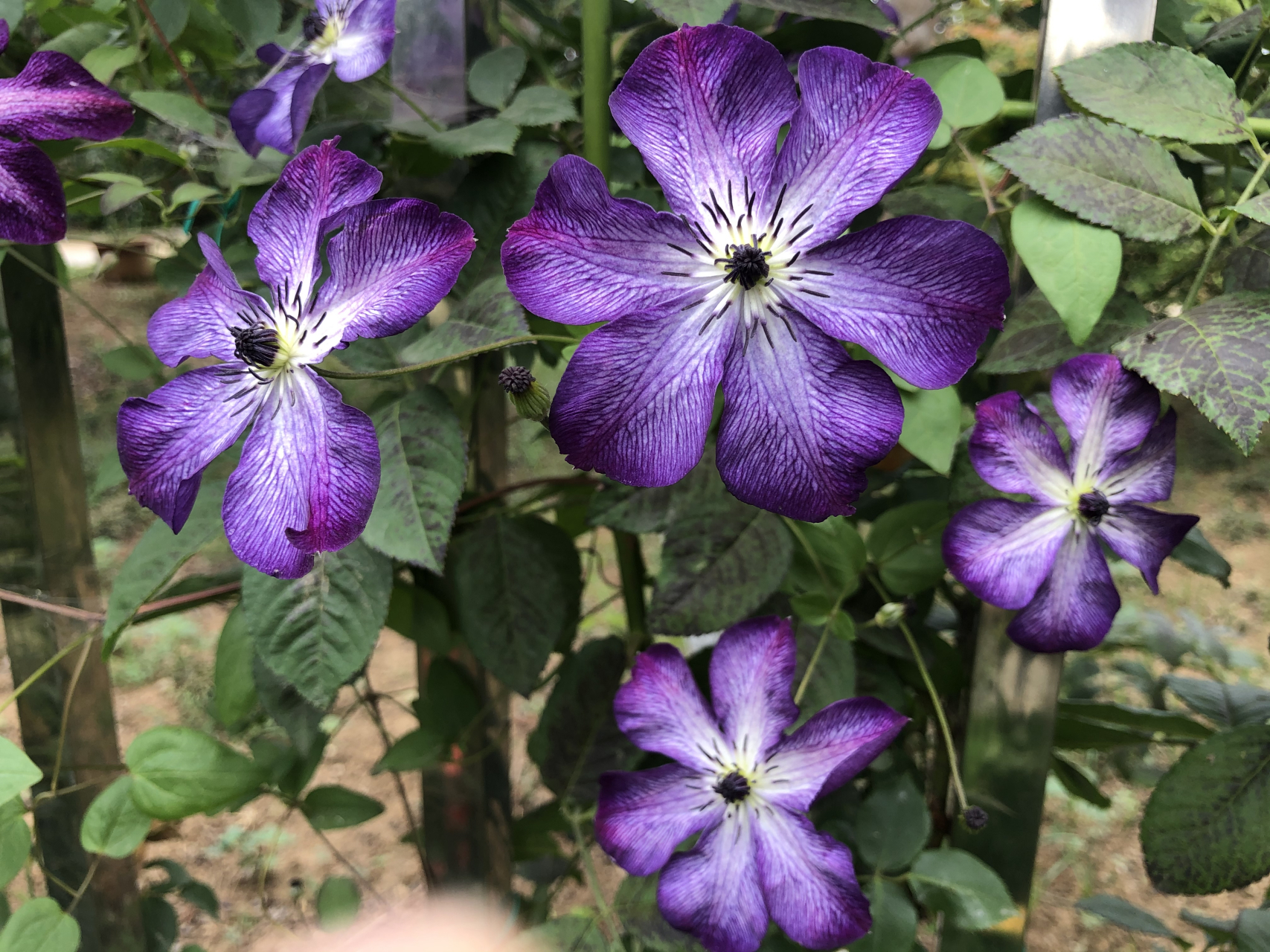 铁线莲薇尼莎(f系),从5月9日第一朵花开到今天,40天一直没间断,还在不