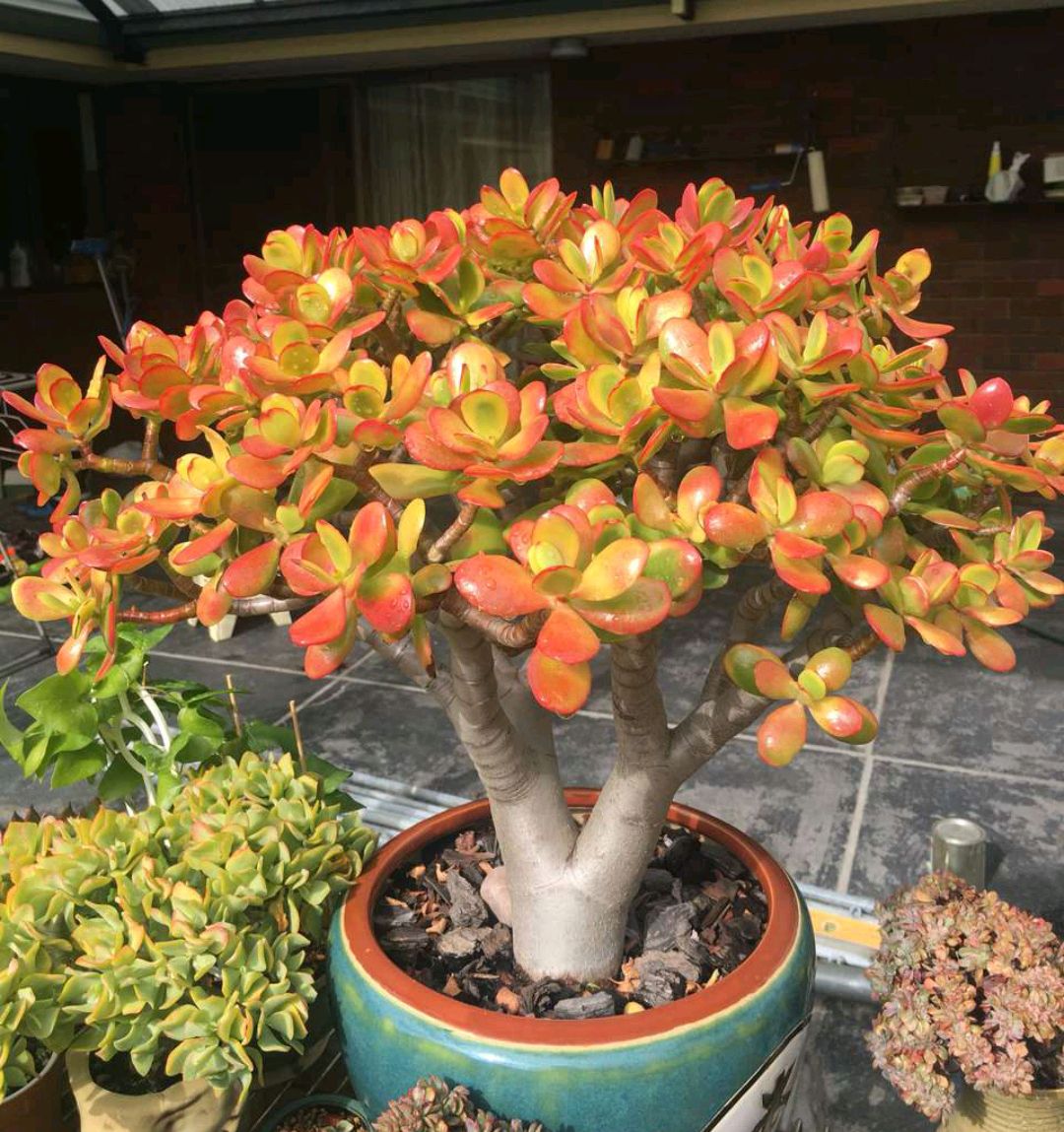 "玉树琼花"原来真的存在,快来看看我家开花的玉树,见者有福