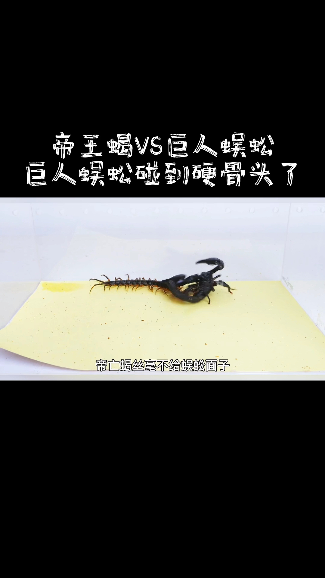 帝王蝎vs巨人蜈蚣图片