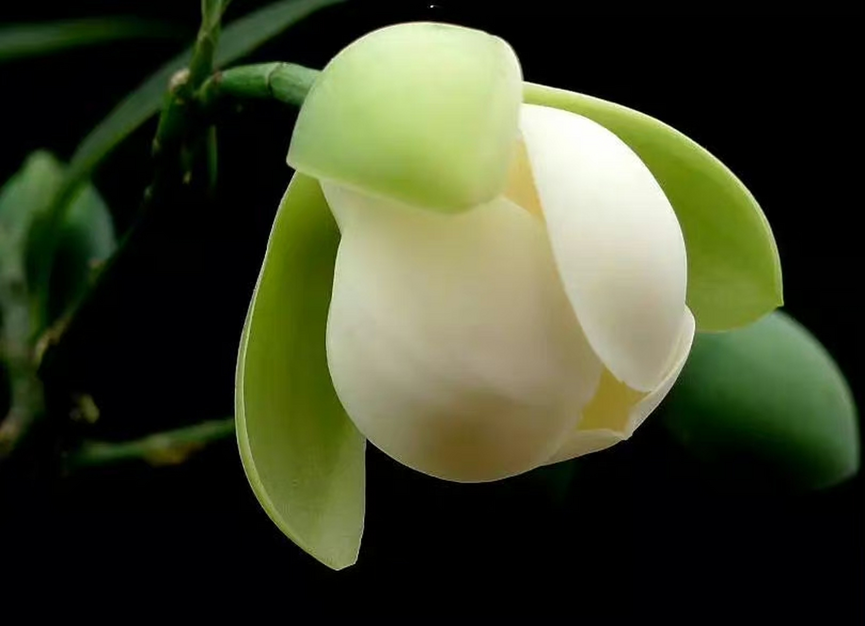 喜温暖湿润和半阴半阳环境,耐阴,怕烈日曝晒,要求肥沃,疏松和排水良好