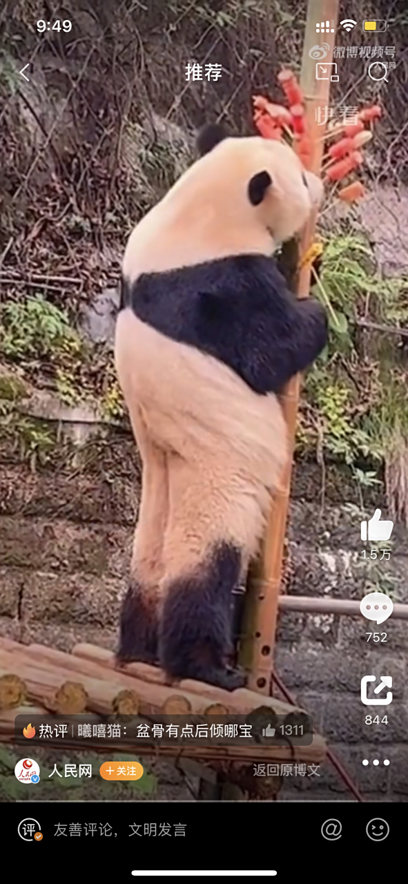 【#起猛了看见大长腿熊猫#[色]】大熊猫"渝宝"站起来吃水果,两条大