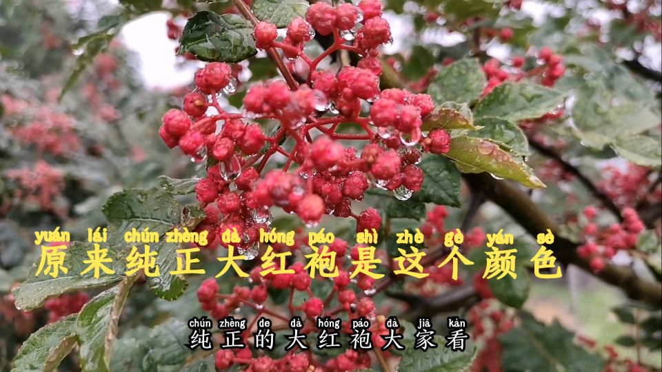 都说自己的是纯正大红袍,今天我带你们看看纯正大红袍花椒树