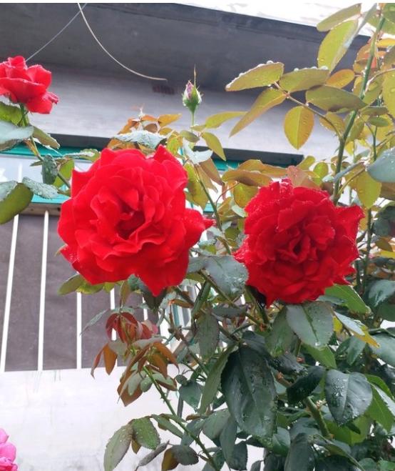 红色月季梅郎口红抗病能力强,夏天还耐晒