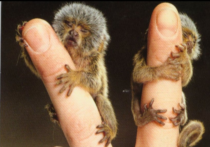 你知道世界上体型最小的哺乳动物叫什么吗?