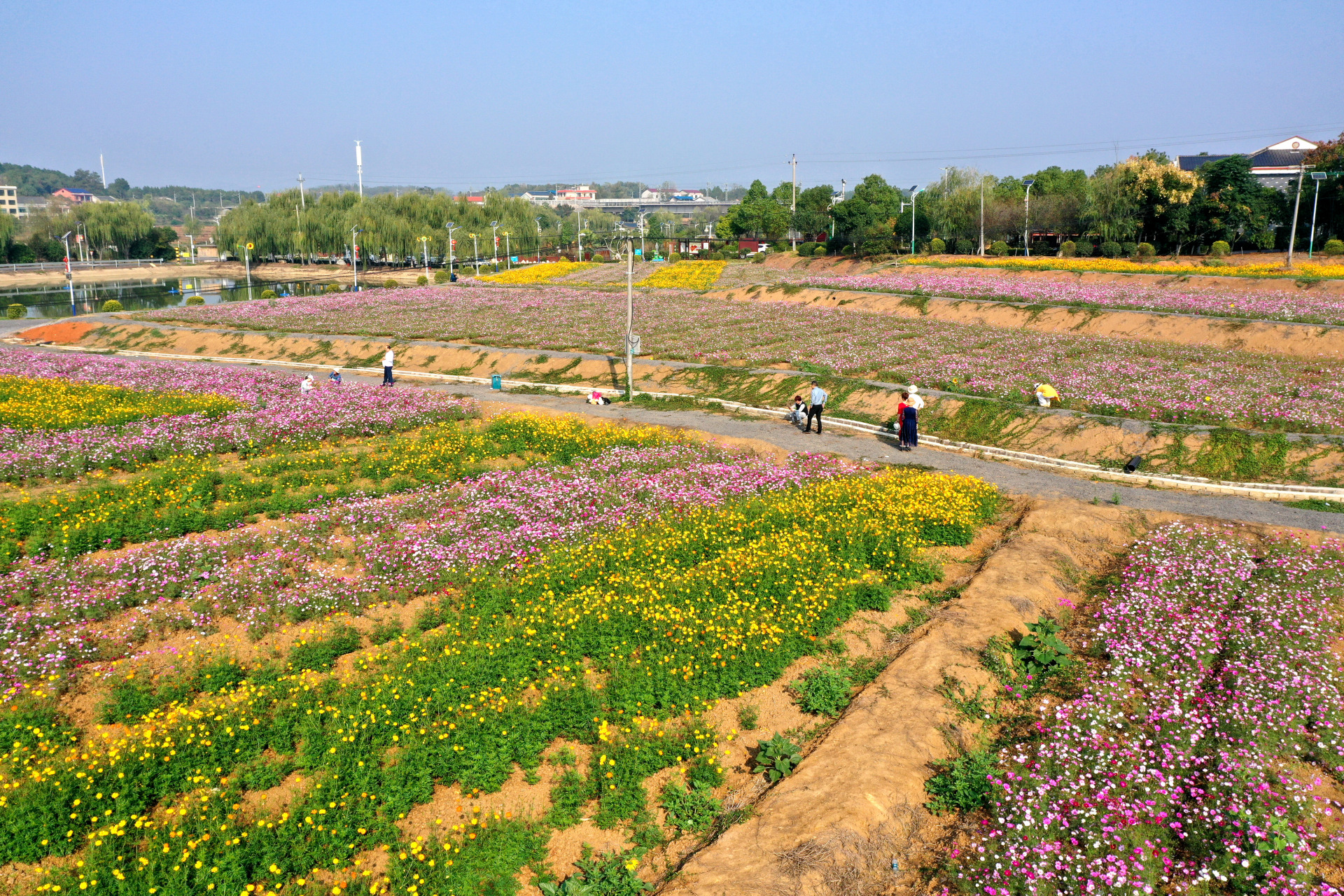 衡阳茶山坳花海图片