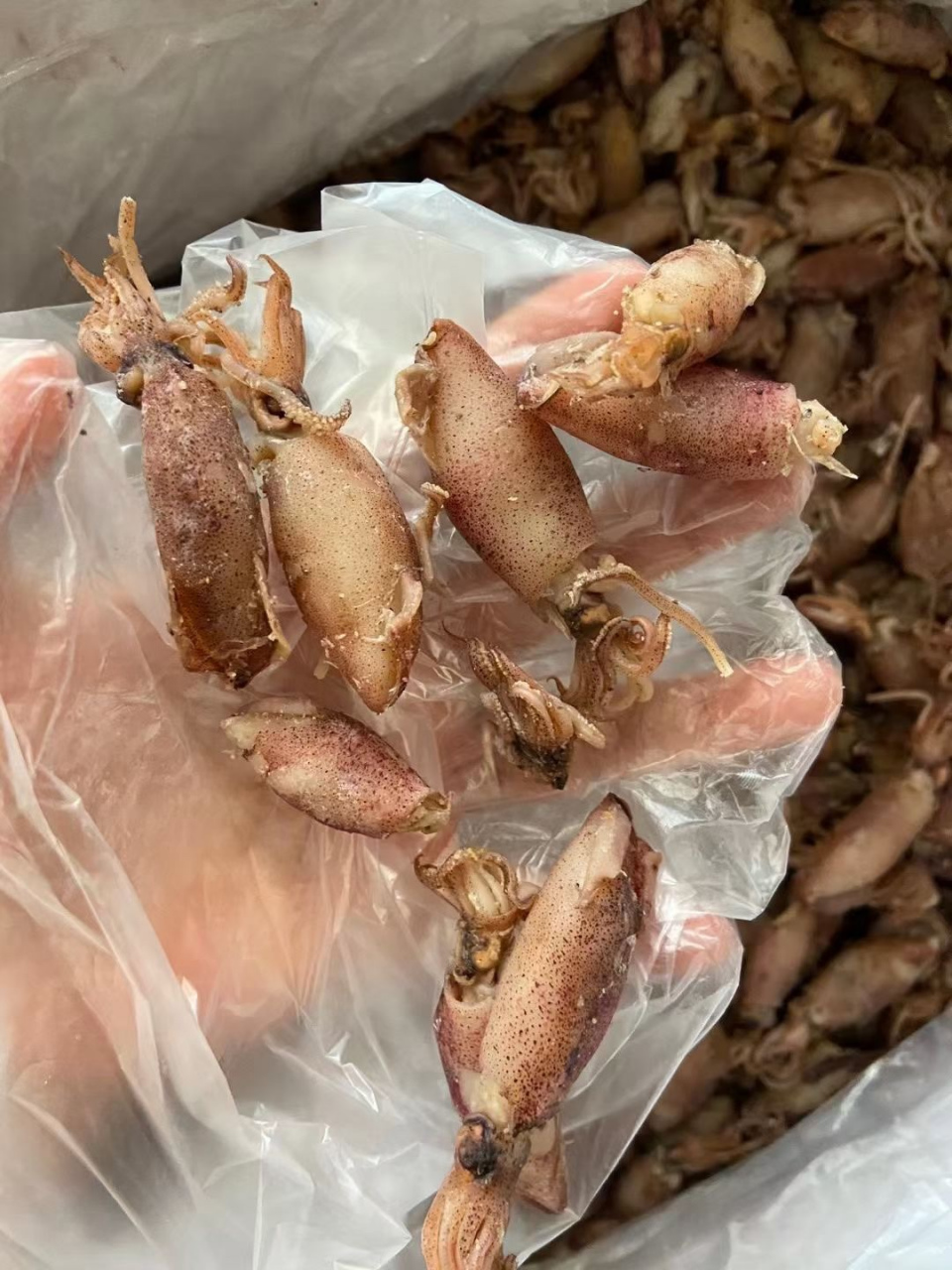 小管鱿 粉鱿筒"海兔子92无沙不需要切开里面清洗,就可以直接"快"炒