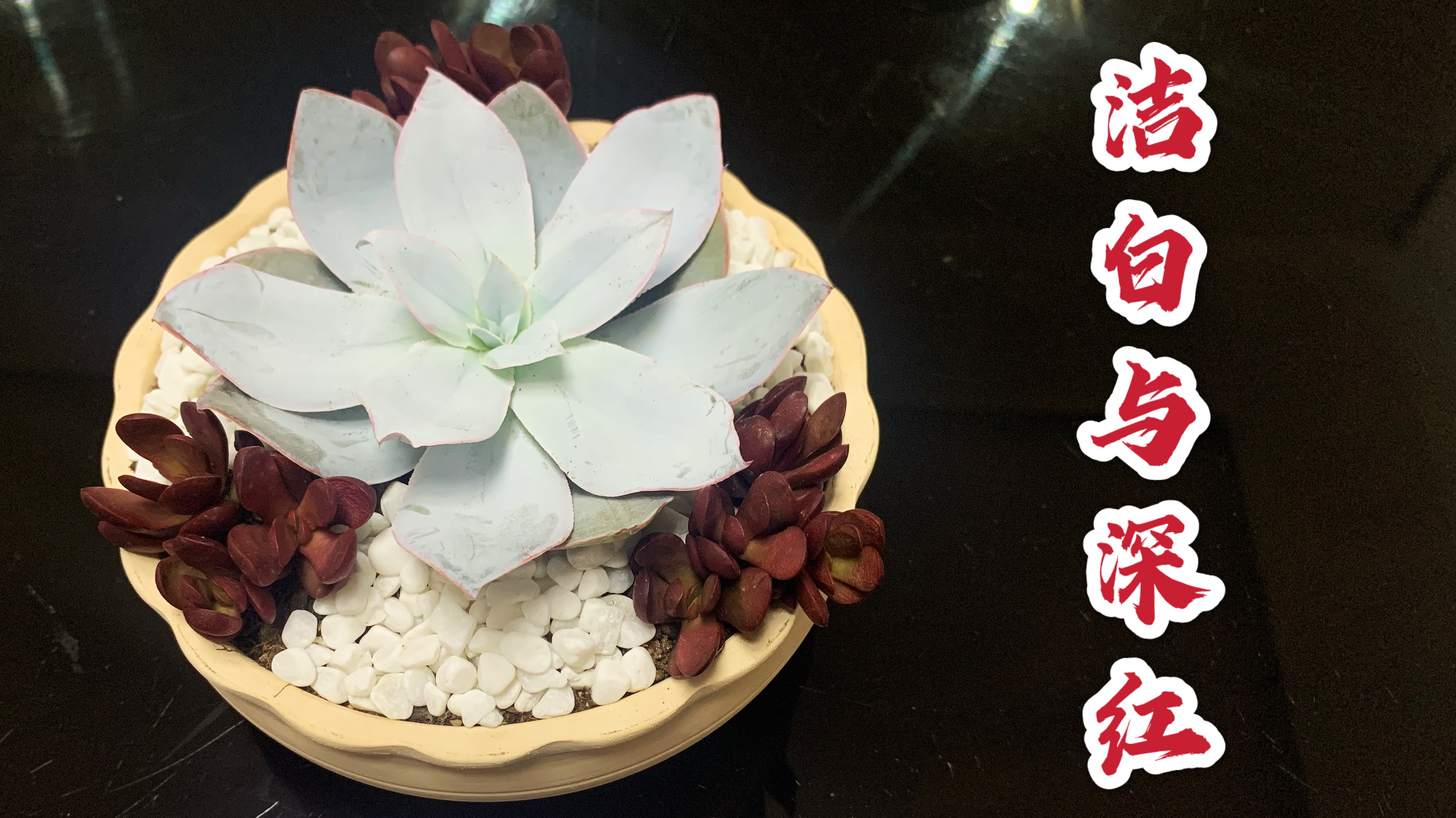 用两种纯色的多肉做个拼盘好看么?来看广寒宫与厚叶克拉夫的撞色